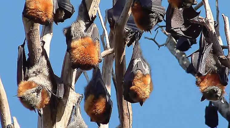 Is Bats Behind Nipah Virus - Sakshi