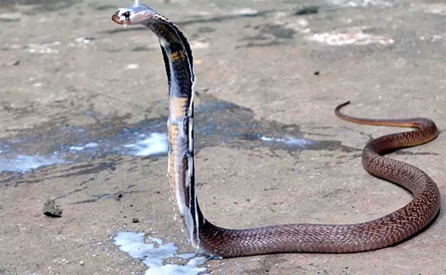 Child Dies After Drink Breast Milk Of Mother Who Got Snake Bite - Sakshi