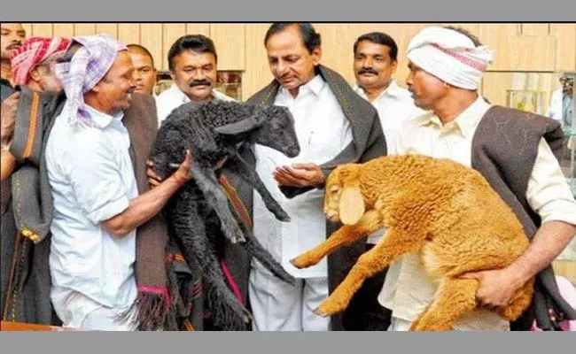 Fraud In Sheep Distribution - Sakshi