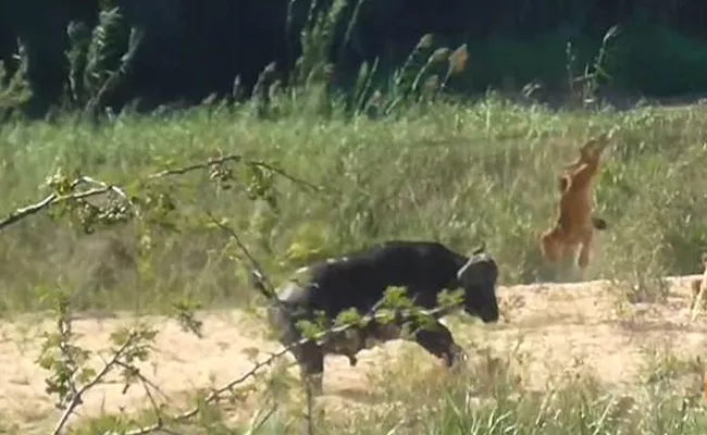 Buffalo Attacks On Lions Mob To Save A Lizard In Kruger National Park - Sakshi