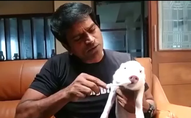 Ravi Babu Gets Piglet Ready For Shooting - Sakshi