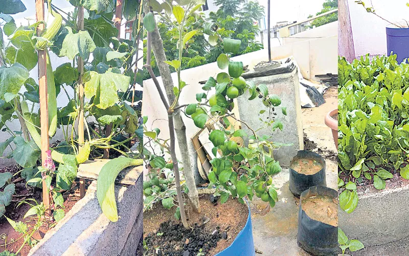 Hollow bricks in home crops - Sakshi