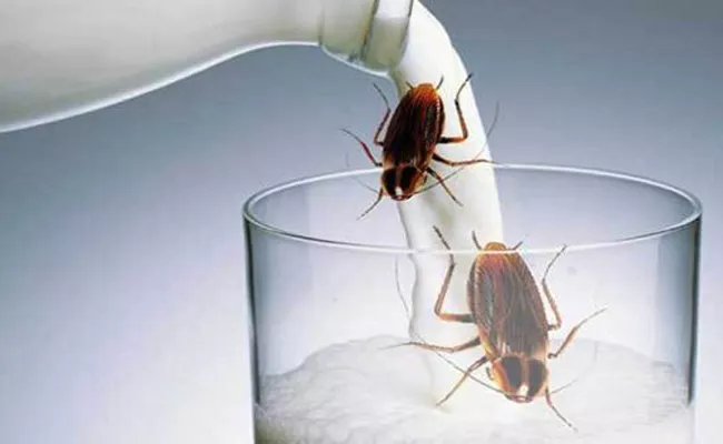 Cockroach Milk Will Be The Superfood Soon - Sakshi