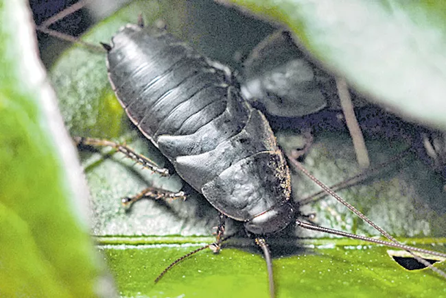 Scientists Think Cockroach Milk Could Be The Next Superfood - Sakshi