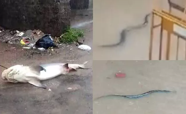 Shark And Snake On The Mangaluru Streets After Heavy Rain - Sakshi