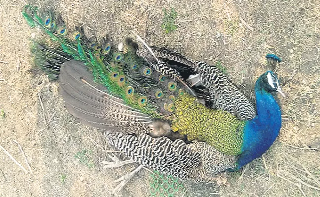 Peacock Died By Electric Shock - Sakshi