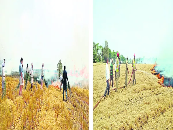 Crop Burn In Nizamsagar - Sakshi