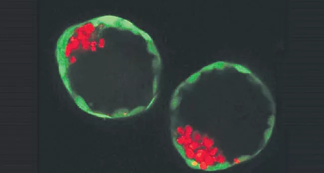 Artificial Fetal Creation In Laboratory - Sakshi