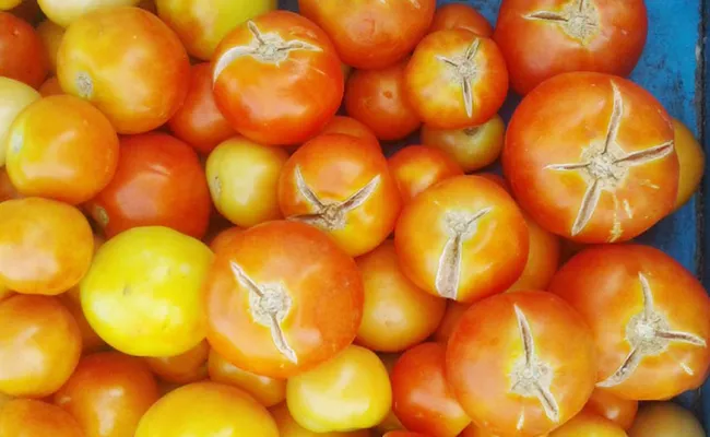 Sun Stroke On Tomato Crop In Chittoor  - Sakshi