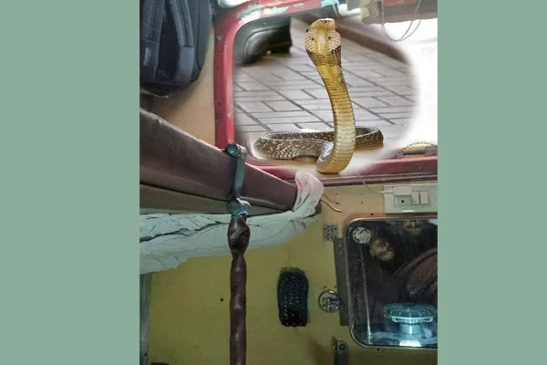 Snake in Amritsar Express Rail AC coach - Sakshi