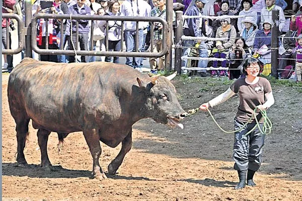 Womans in bullfighting in japan - Sakshi