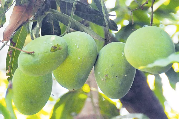 Ten types of Mangoes for a single tree! - Sakshi