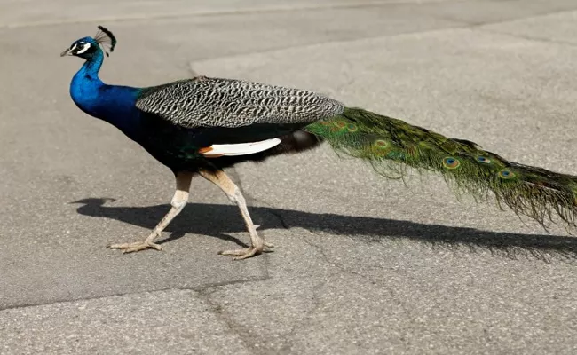 Peacock Funerals with National Flag In Delhi - Sakshi