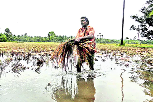 No Water in for delta canals - Sakshi