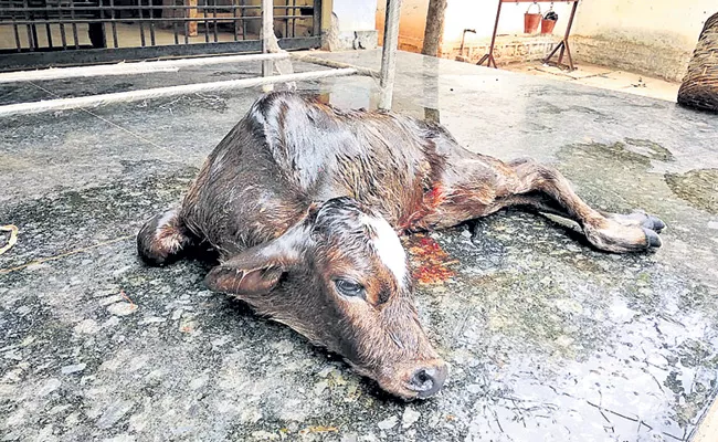 Veterinary Doctor Did Operation To Calf In Rangareddy - Sakshi