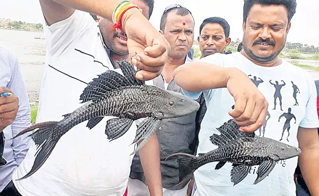 Rare Black Fish In Jalpally Lake Hyderabad - Sakshi