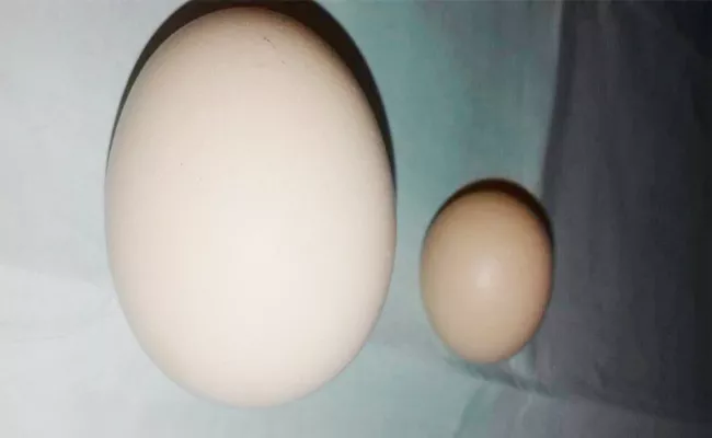 Small Size Egg In Anantapur - Sakshi