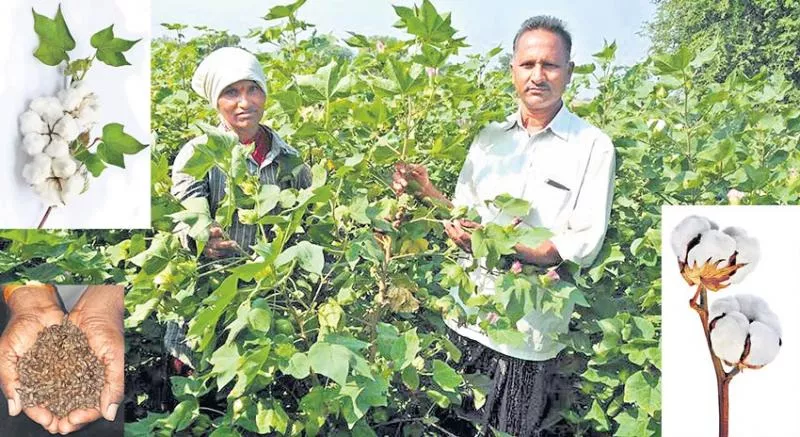 Nonbt cotton with own seeds for eight years - Sakshi