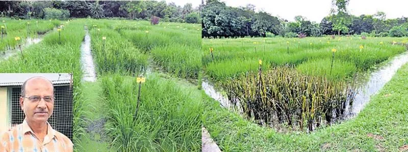 Rice cultivated with Azolla! - Sakshi