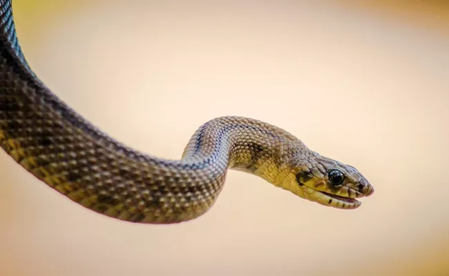 Awareness On Snake Bites And First Aid Tips - Sakshi