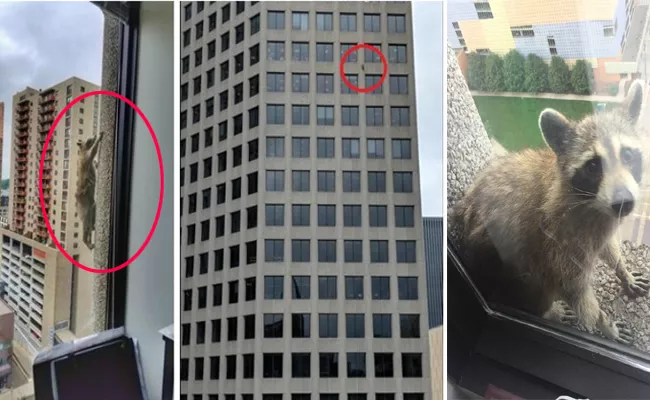 Raccoon Climbing UBS Building In Minnesota - Sakshi