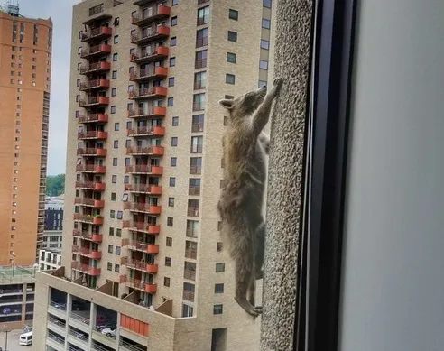 Raccoon climbs downtown UBS office building - Sakshi