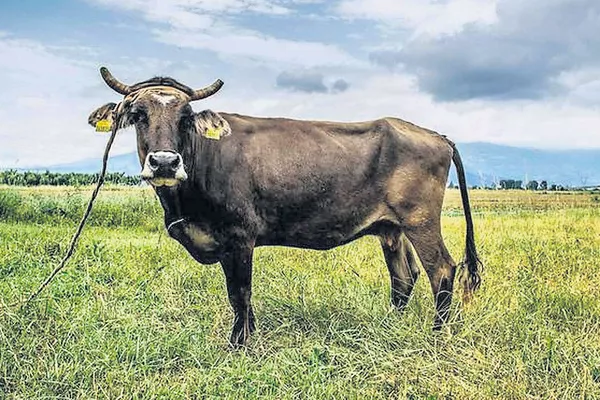 Bulgaria spares life of Penka the cow - Sakshi