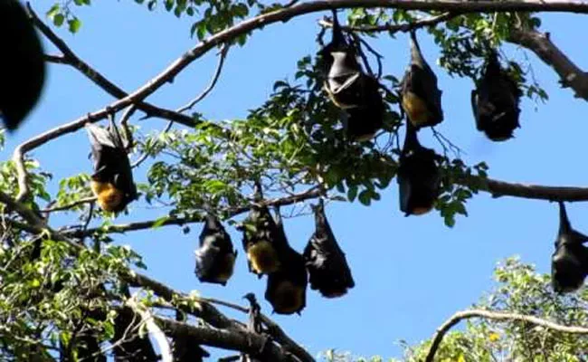 Bats Tree Near Bobbili Hospital - Sakshi