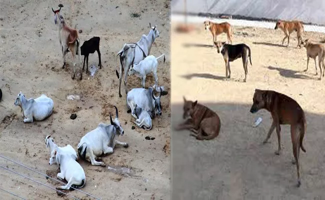 Animal Welfare Board Asks States To Build Hostels To Stray Animals - Sakshi