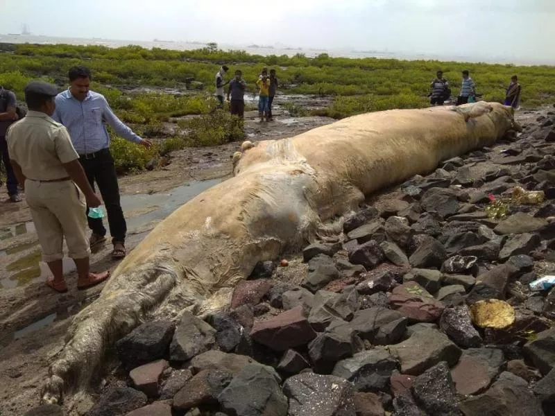 40 Feet Whale Carcass Washes Ashore In Mumbai - Sakshi