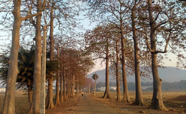 Beautiful Trees In Orissa - Sakshi