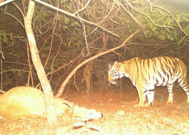 Take Action To Protect The Tiger - Sakshi