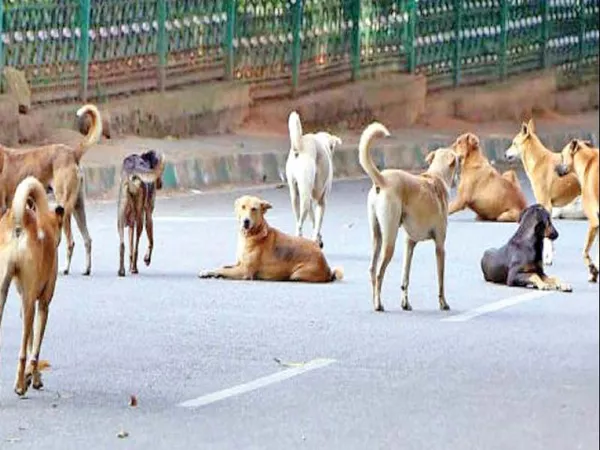 Surgery to the street dogs - Sakshi