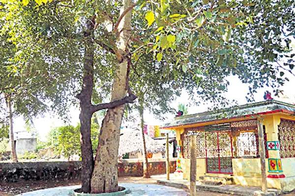 Neem tree importance in indian culture - Sakshi