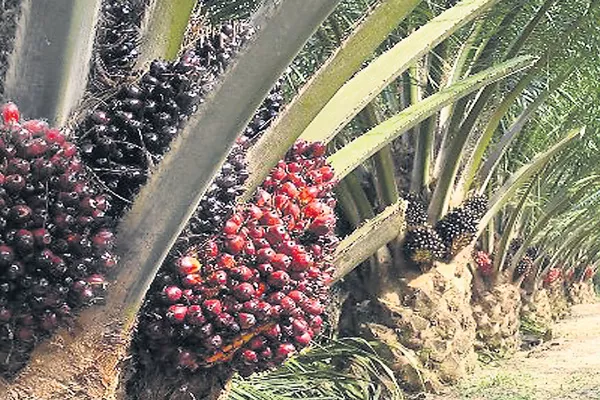 Oil Palm in Godavari coastal areas - Sakshi