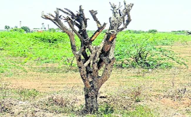 Trees Transplantation Failure In Siricilla - Sakshi