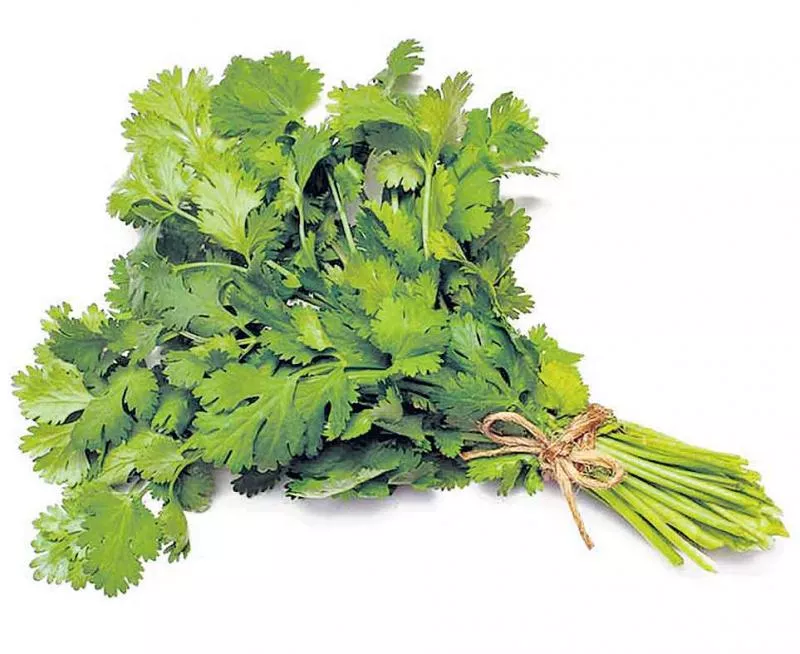  Coriander as a list of health benefits - Sakshi