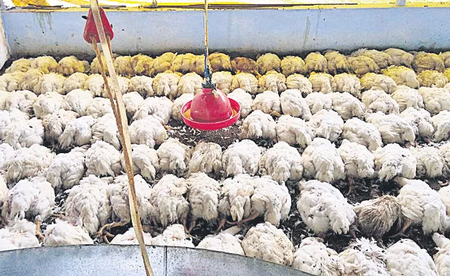 Thunderbolt on the poultry farm killed 500 chickens - Sakshi