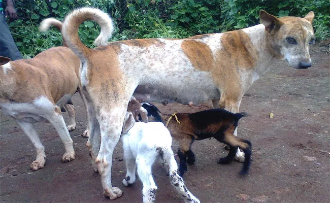 Dog Give Milk To Goat Kids In Paderu - Sakshi