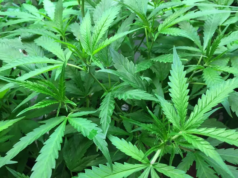 Marijuana crop uncovered at offices of Japanese lawmakers - Sakshi