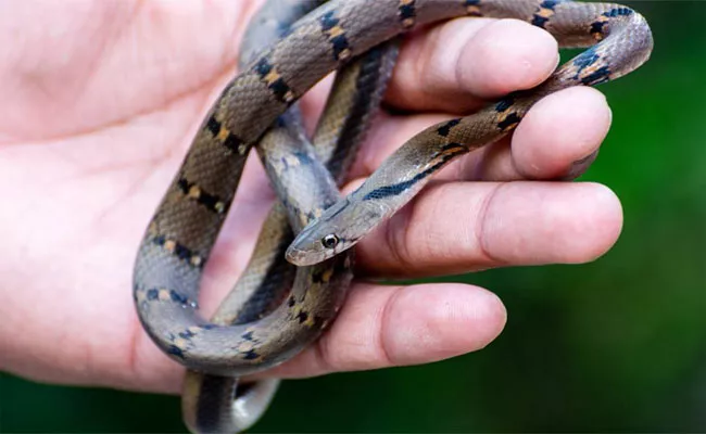 Rare Snake Available In Orissa - Sakshi