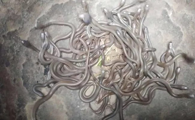 Lot Of Cobra Babies Found In Orissa Former House - Sakshi