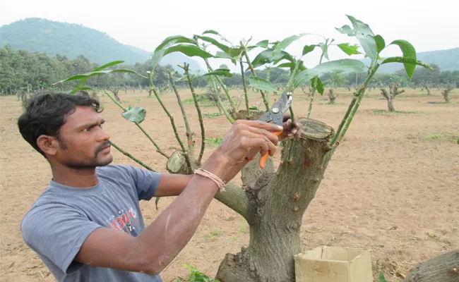 Mango Garden Tap Working Good Income For Farmers - Sakshi