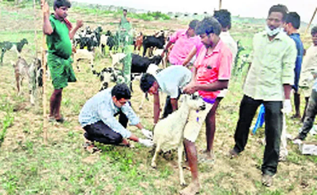 Anthrax vaccine for 3,500 Sheeps - Sakshi