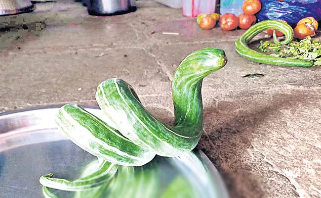 Gourds that resemble the snake - Sakshi