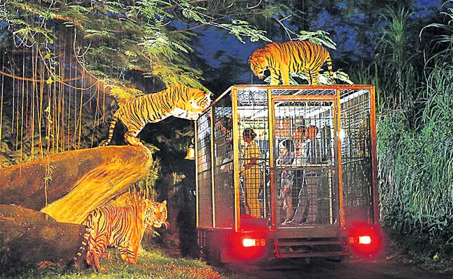 Singapore Tiger In NightSafari Park Kothwal Guda hyderabad - Sakshi