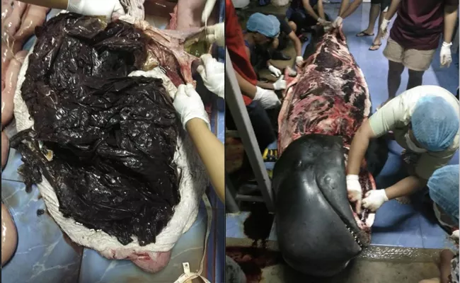 Plastic Bags Jam Stomach of  Dead whale in Thailand - Sakshi