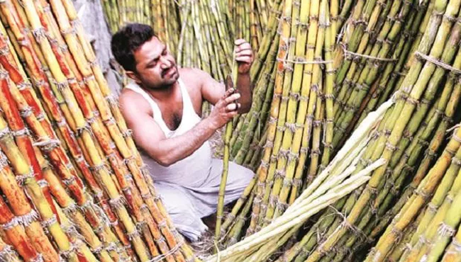 Centre To Give Sweet News to Sugarcane Farmers - Sakshi