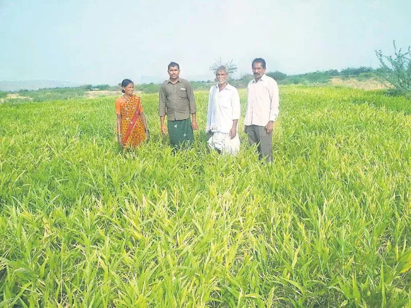 Time for sorghum rainforest cultivation - Sakshi