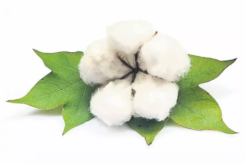 Beware of weed nutrient fresh cotton! - Sakshi